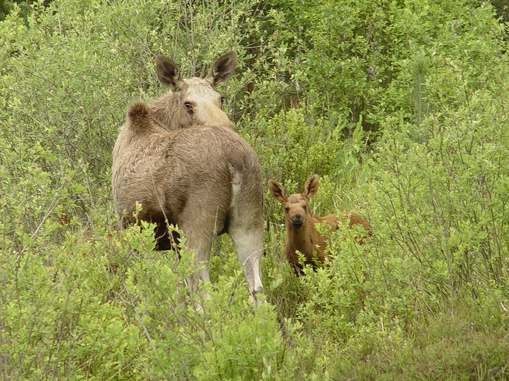 Nahaufnahme einer Elchkuh mit Kalb, in der Wildnis.