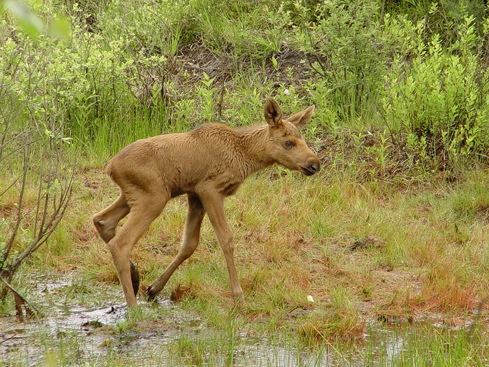 Ein Elchkalb läuft am Rand einer nassen Wiese durch flaches Wasser.