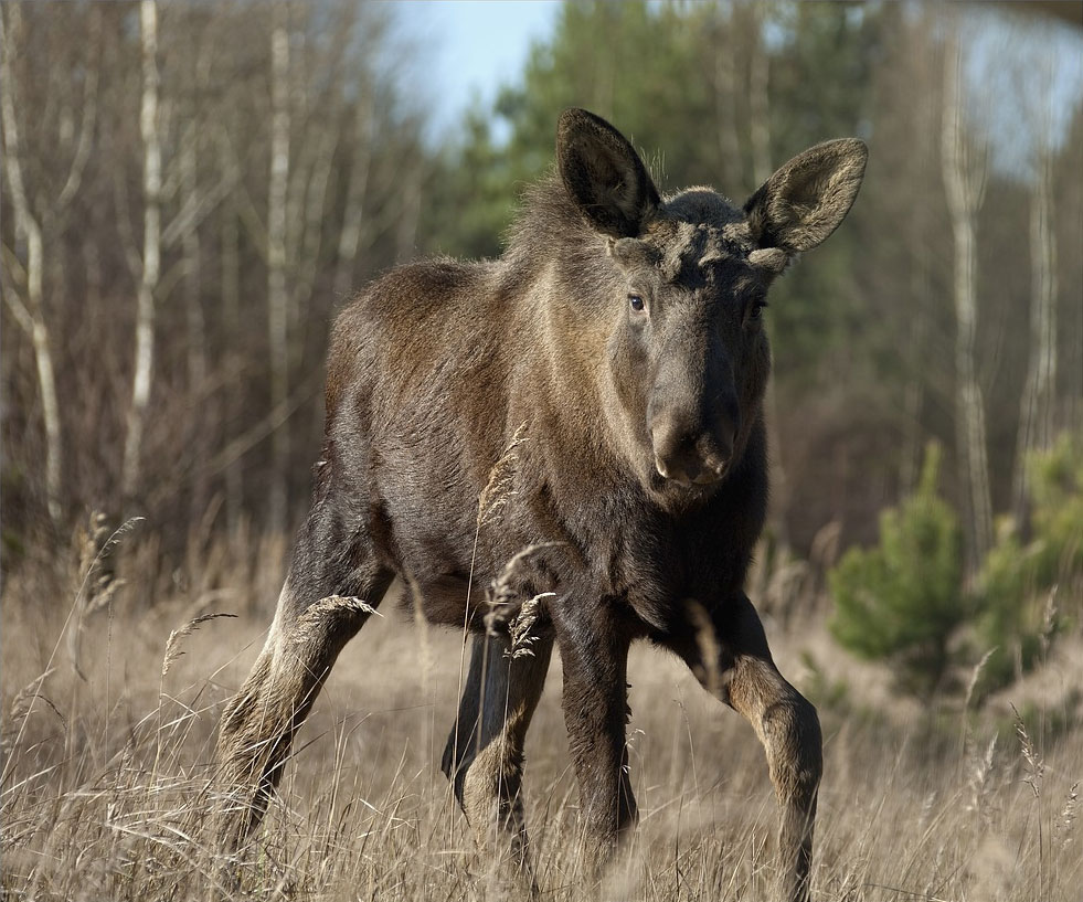 Ein junger Elch schreitet durch hohes, trockenes Gras vor Birken und aufwachsenden Kiefern.