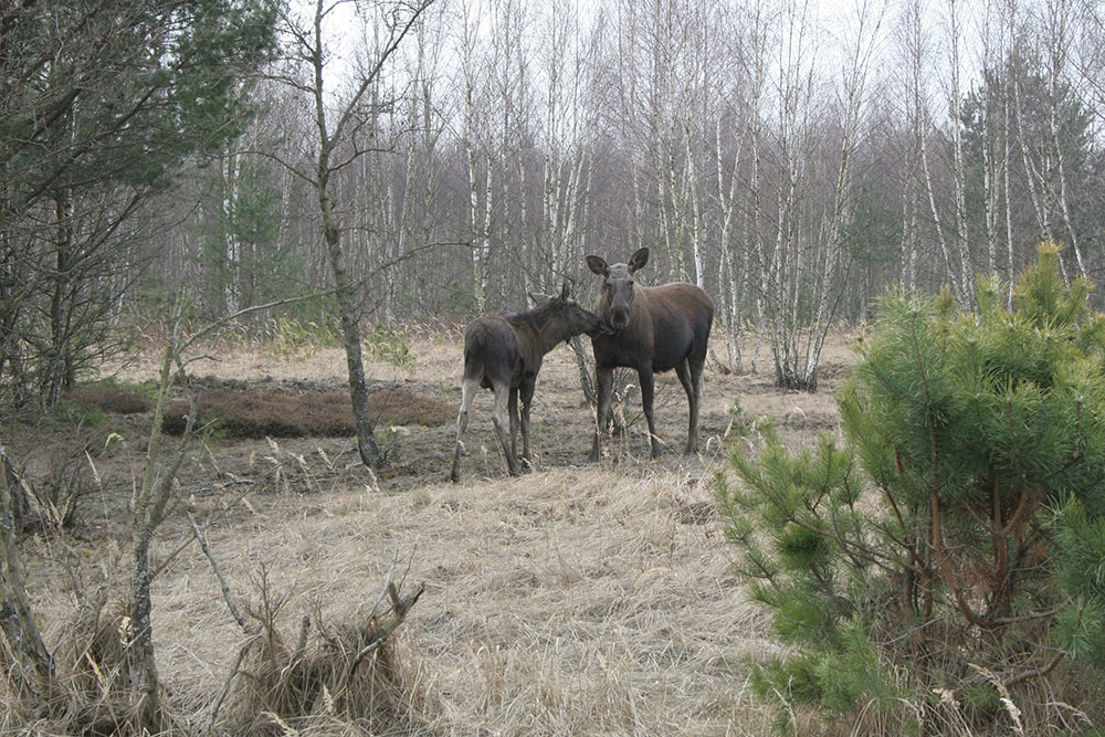 Zeigt eine Fotoaufnahme von zwei Elchen stehend im Wald.