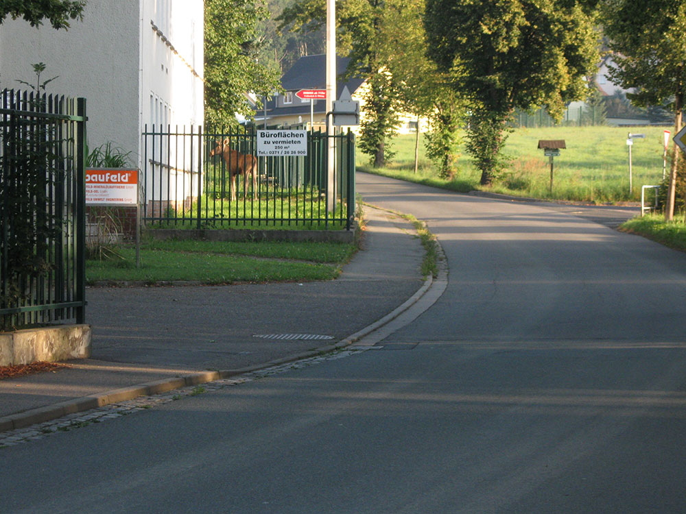 Dieses Bild zeigt den Elch Knutschi in Chemnitz hinter einem Zaun