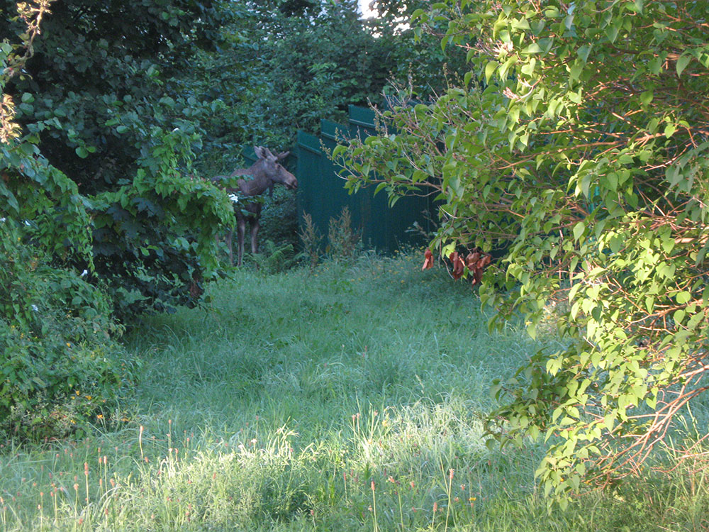 Dieses Foto zeigt den Elch Knutschi in der Stadt Chemnitz, einem Waldstück.
